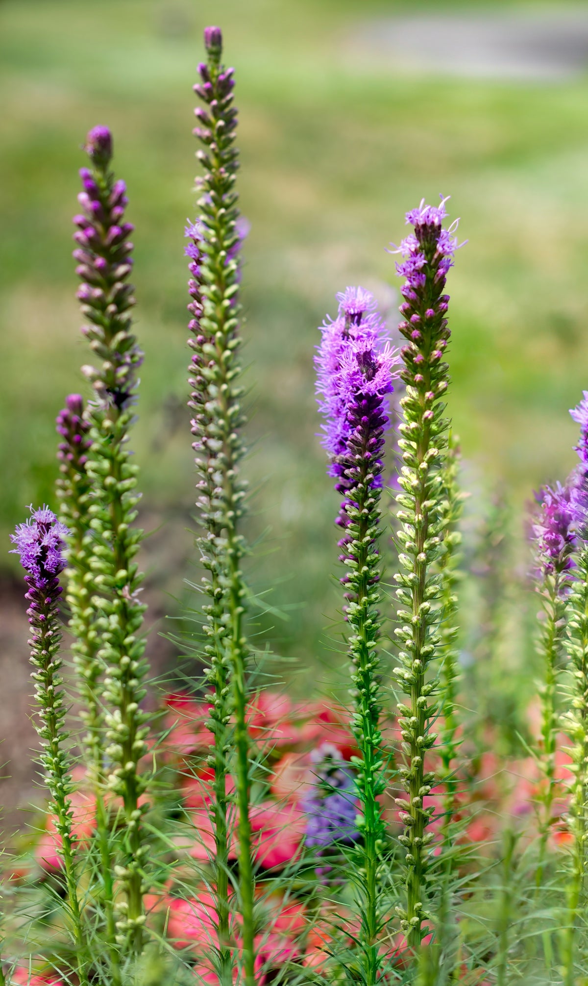 A bunch of flowers that are in the grass