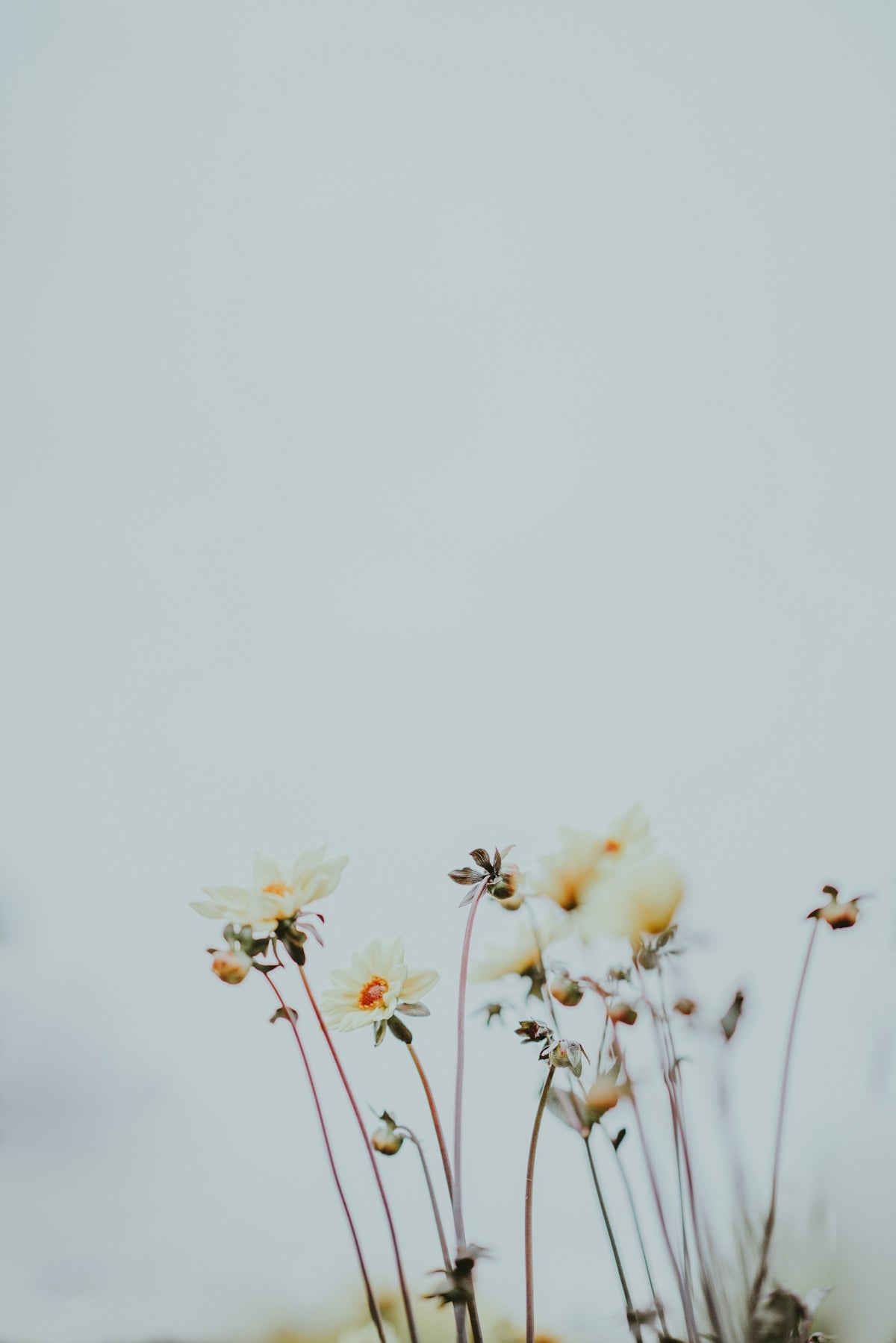 macro photography of white flowers