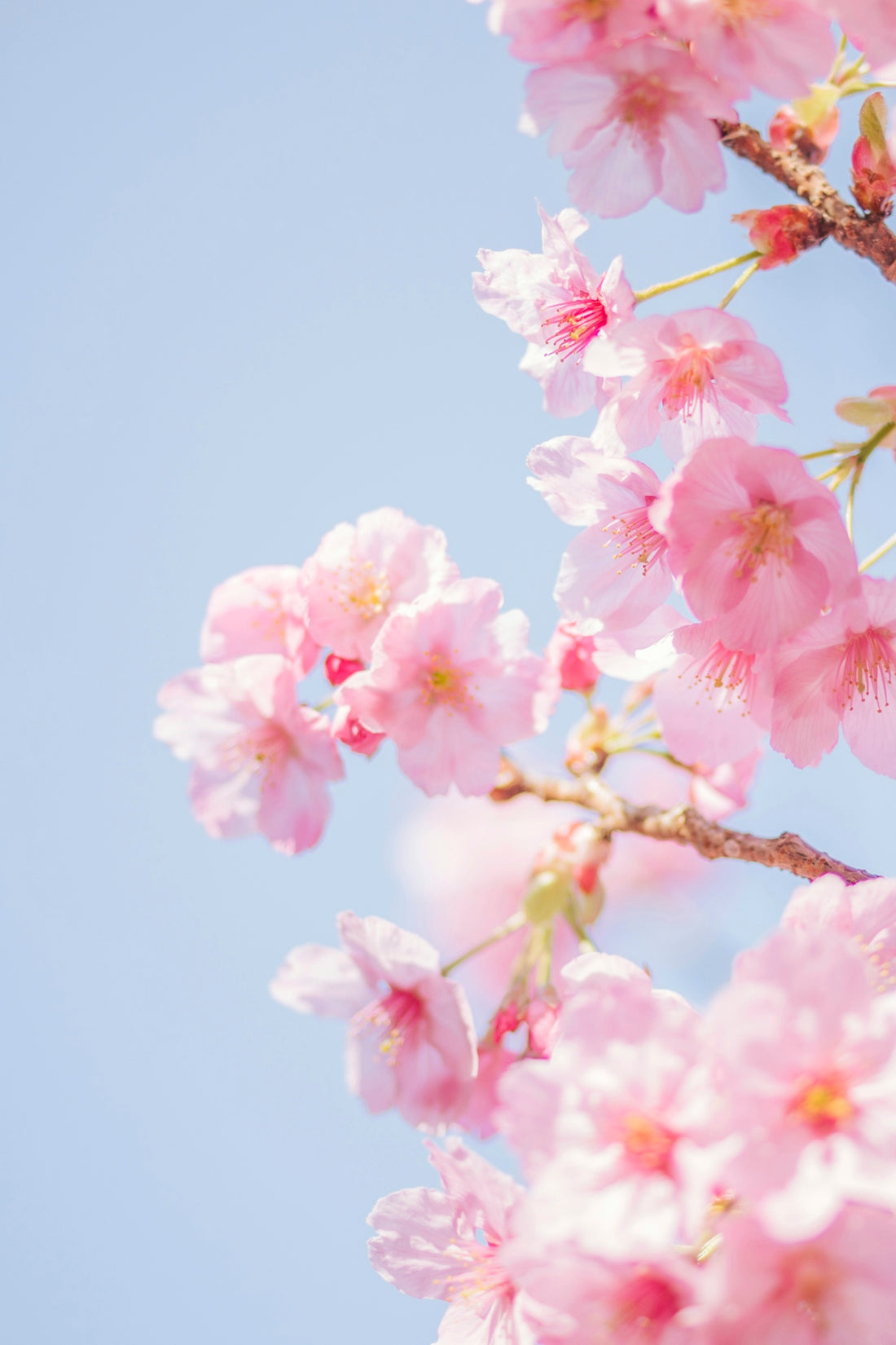 pink cherry blossom in close up photography