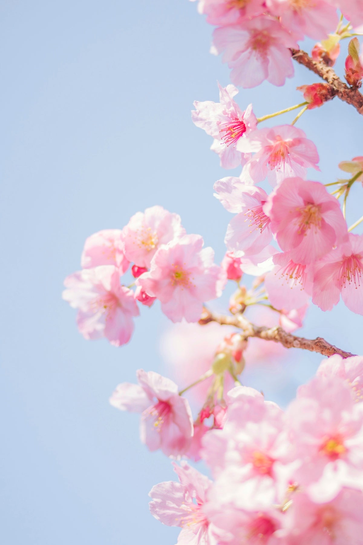pink cherry blossom in close up photography