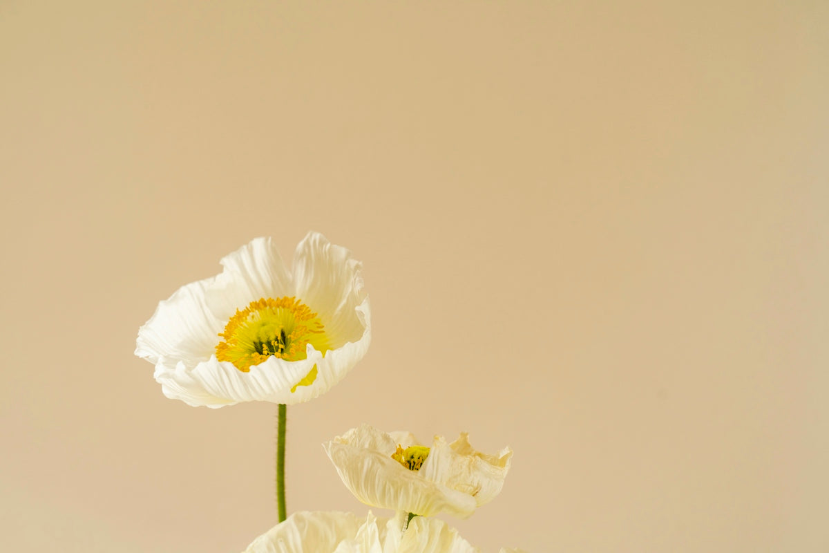 white flower with green stem
